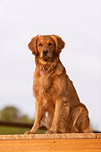 DOG 03 DB0014 01
Golden Retriever Sitting On Wooden Dock