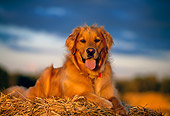 DOG 03 DB0022 01
Portrait Of Golden Retriever Laying On Hay At Dusk