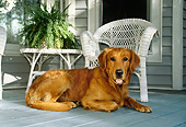 DOG 03 DB0024 01
Golden Retriever Resting On Porch