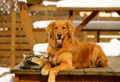 DOG 03 DB0029 01
Golden Retriever Laying On Deck By Snow
