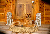 DOG 03 DB0030 01
Golden Retriever Laying On Cabin Porch