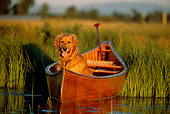 DOG 03 DB0032 01
Golden Retriever In Boat