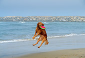 DOG 03 DB0033 01
Golden Retriever Catching Frisbee In Air At Beach