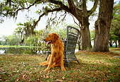 DOG 03 DB0035 01
Golden Retriever Sitting On Grass