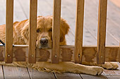 DOG 03 DB0040 01
Head Shot Of Golden Retriever Laying On Porch By Fence