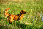 DOG 03 DB0042 01
Profile Of Golden Retriever Standing In Grass