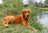 DOG 03 DB0043 01
Golden Retriever Laying On Grass By Lake