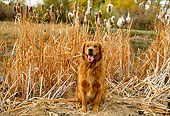 DOG 03 DB0045 01
Golden Retriever Sitting By Cattails