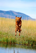 DOG 03 DB0046 01
Golden Retriever Jumping Into Lake