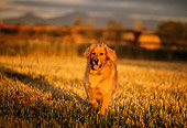 DOG 03 DB0047 01
Golden Retriever Approaching Camera Across Field