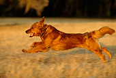 DOG 03 DB0048 01
Profile Of Golden Retriever Running Across Grass