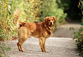 DOG 03 DB0053 01
Profile Portrait Of Golden Retriever Standing On Path In Woods