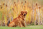 DOG 03 DB0054 01
Portrait Of Golden Retriever Sitting On Grass By Cattails In Autumn