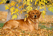DOG 03 DB0056 01
Portrait Of Golden Retriever Laying On Autumn Leaves Under Tree