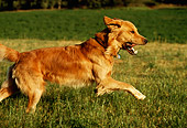 DOG 03 DB0058 01
Profile Of Golden Retriever Running Across Grass