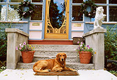 DOG 03 DB0060 01
Golden Retriever Laying On Mat Below Door And Front Steps