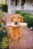 DOG 03 DB0061 01
Golden Retriever Holding Newspaper In Mouth