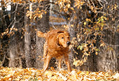 DOG 03 DB0062 01
Golden Retriever Shaking Off Water By Trees in Autumn