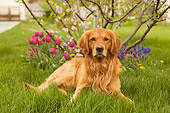 DOG 03 DB0063 01
Golden Retriever Laying On Grass With Spring Flowers