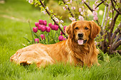 DOG 03 DB0064 01
Golden Retriever Laying On Grass With Spring Flowers