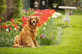 DOG 03 DB0066 01
Golden Retriever Sitting On Grass With Spring Flowers