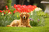 DOG 03 DB0067 01
Golden Retriever Laying On Grass With Spring Flowers