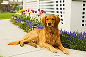 DOG 03 DB0068 01
Golden Retriever Laying On Sidewalk With Spring Flowers