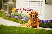 DOG 03 DB0069 01
Golden Retriever Laying On Sidewalk With Spring Flowers