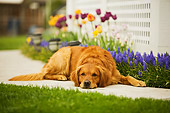 DOG 03 DB0070 01
Golden Retriever Laying On Sidewalk With Spring Flowers