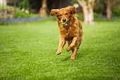 DOG 03 DB0071 01
Golden Retriever Playing On Grass With Tennis Ball