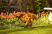 DOG 03 DB0072 01
Golden Retriever Running On Grass With Spring Flowers