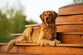 DOG 03 DB0073 01
Golden Retriever Laying On Porch Step
