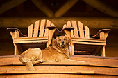 DOG 03 DB0074 01
Golden Retriever Laying On Porch Step Below Two Chairs