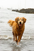 DOG 03 DB0076 01
Golden Retriever Splashing On Beach