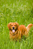 DOG 03 DB0077 01
Golden Retriever Standing In Tall Grass