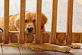 DOG 03 DB0080 01
Golden Retriever Laying On Deck Resting Head On Fence