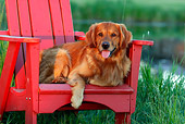 DOG 03 DB0081 01
Golden Retriever Laying On Red Wooden Chair On Grass