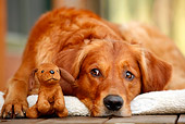 DOG 03 DB0082 01
Golden Retriever Laying On Dog Bed On Porch With Dog Toy