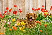 DOG 03 DB0084 01
Golden Retriever Laying On Grass By Flowers And Fence