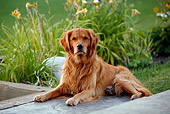 DOG 03 DB0085 01
Golden Retriever Laying On Pavement By Grass And Shrubs