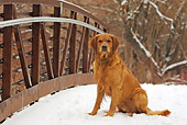 DOG 03 DB0089 01
Golden Retriever Sitting On Snow-Covered Bridge By Trees