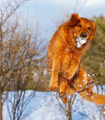 DOG 03 DB0092 01
Golden Retriever Jumping Up Catching Snowball