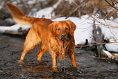 DOG 03 DB0093 01
Golden Retriever Standing In Stream Dripping Water
