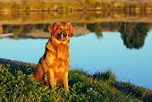 DOG 03 DB0100 01
Golden Retriever Sitting On Grass By Water