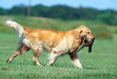 DOG 03 DC0001 01
Profile Of Golden Retriever Retrieving Bird In Field