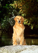 DOG 03 DC0020 01
Golden Retriever Stepping On Boulder By Trees