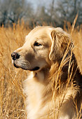 DOG 03 DC0027 01
Profile Head Shot Of Golden Retriever In Tall Dry Grass
