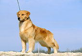 DOG 03 DC0029 01
Golden Retriever Standing Wearing Leash Blue Sky