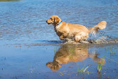 DOG 03 DC0042 01
Golden Retriever Jumping Into Water