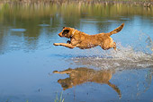 DOG 03 DC0043 01
Golden Retriever Jumping Above Water